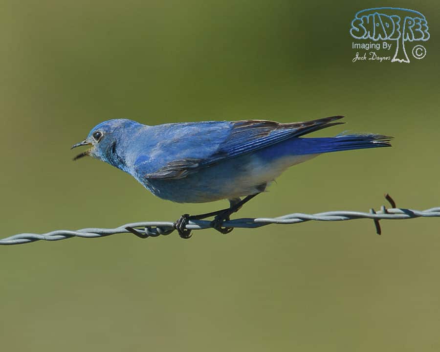 Mountain Bluebird - Sialia currucoides
