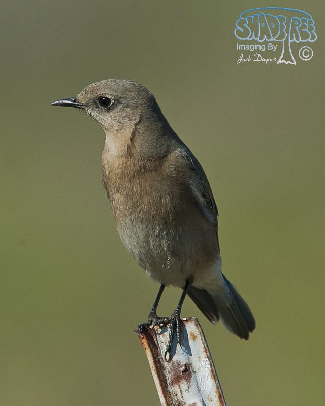 Mountain Bluebird - Sialia currucoides
