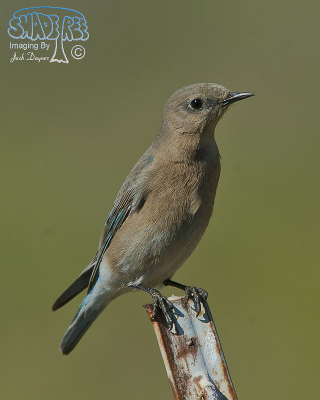 Mountain Bluebird - Sialia currucoides
