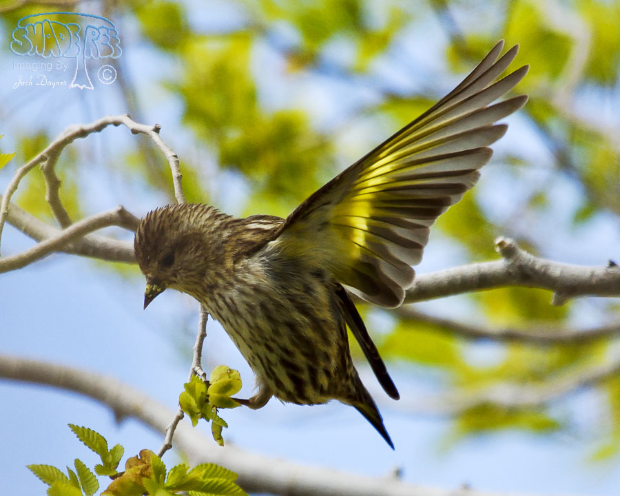 Pine Siskin - Spinus pinus