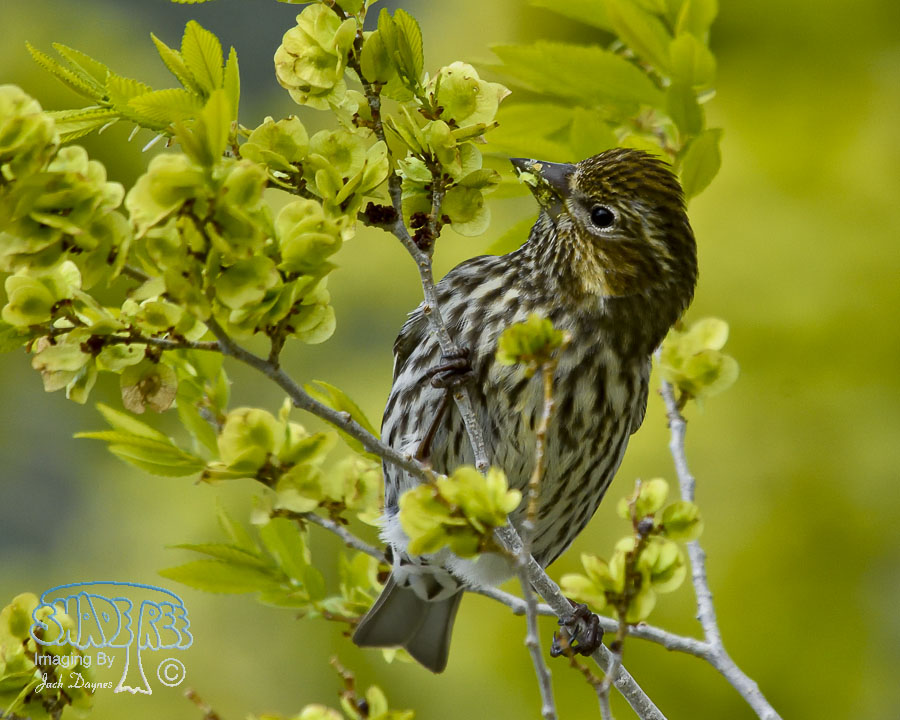 Cassin's Finch - Haemorhous cassinii