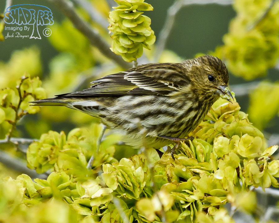 Pine Siskin - Spinus pinus