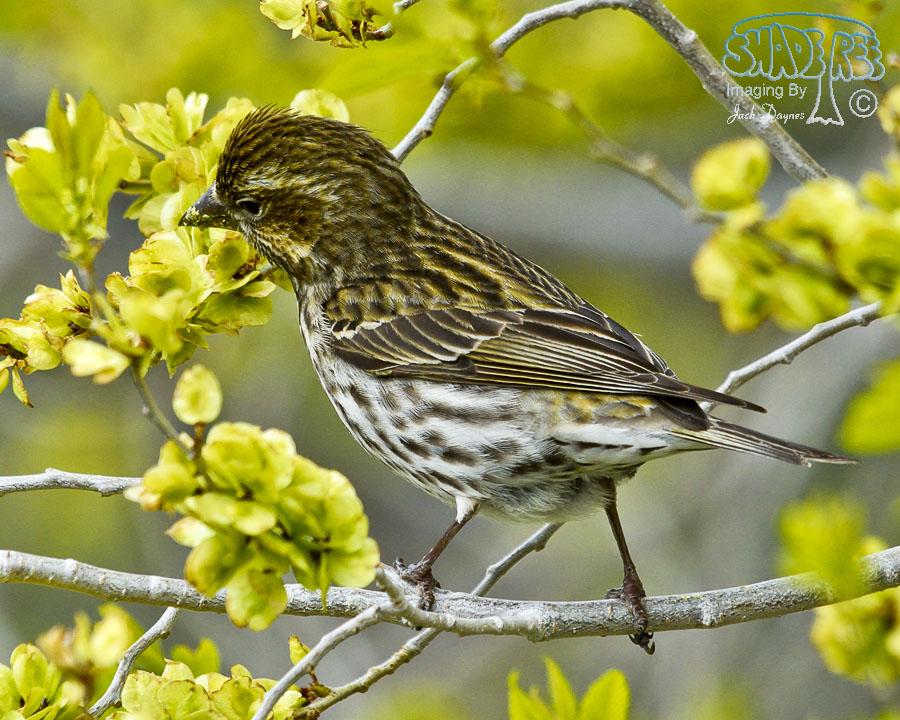 Cassin's Finch - Haemorhous cassinii