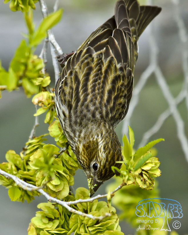 Cassin's Finch - Haemorhous cassinii