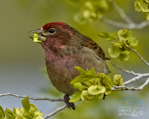 2016-05-08 Sunday In The Eastern Sierras