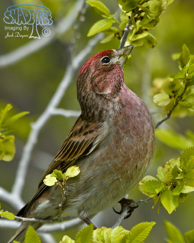 Cassin's Finch - Haemorhous cassinii