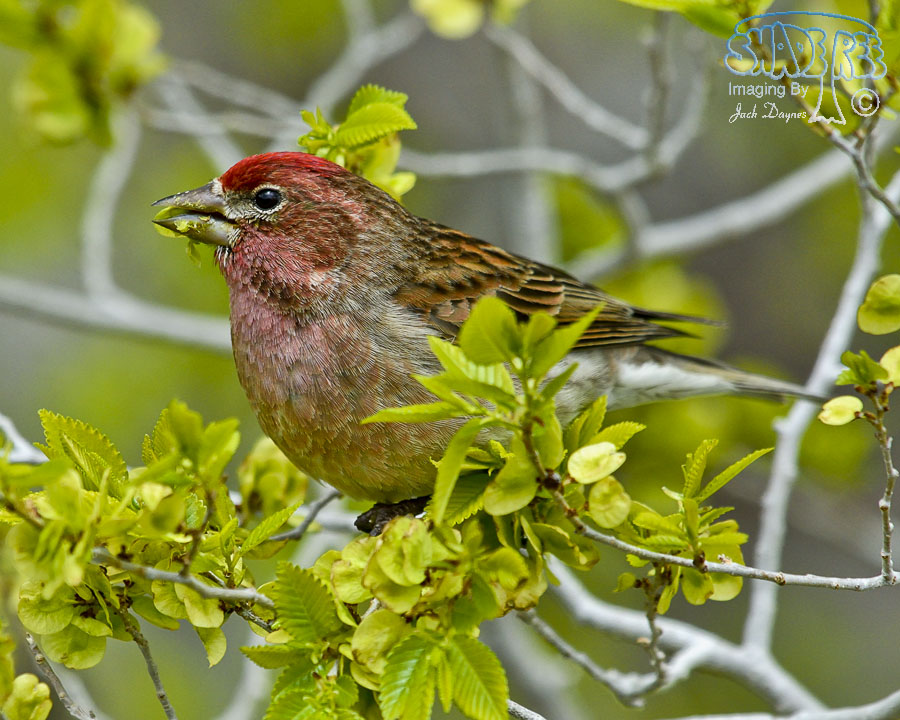 Cassin's Finch - Haemorhous cassinii