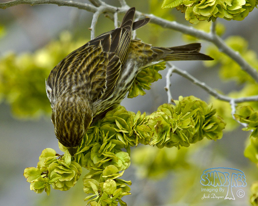 Cassin's Finch - Haemorhous cassinii