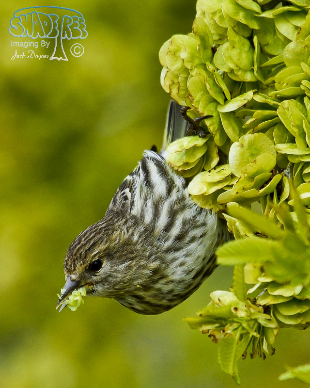 Pine Siskin - Spinus pinus
