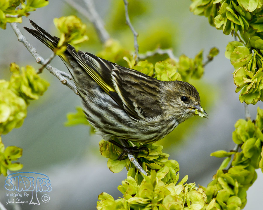 Pine Siskin - Spinus pinus