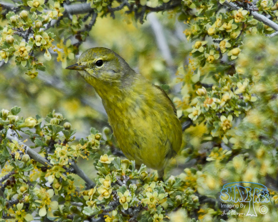 Orange-Crowned Warbler - Leiothlypis celata