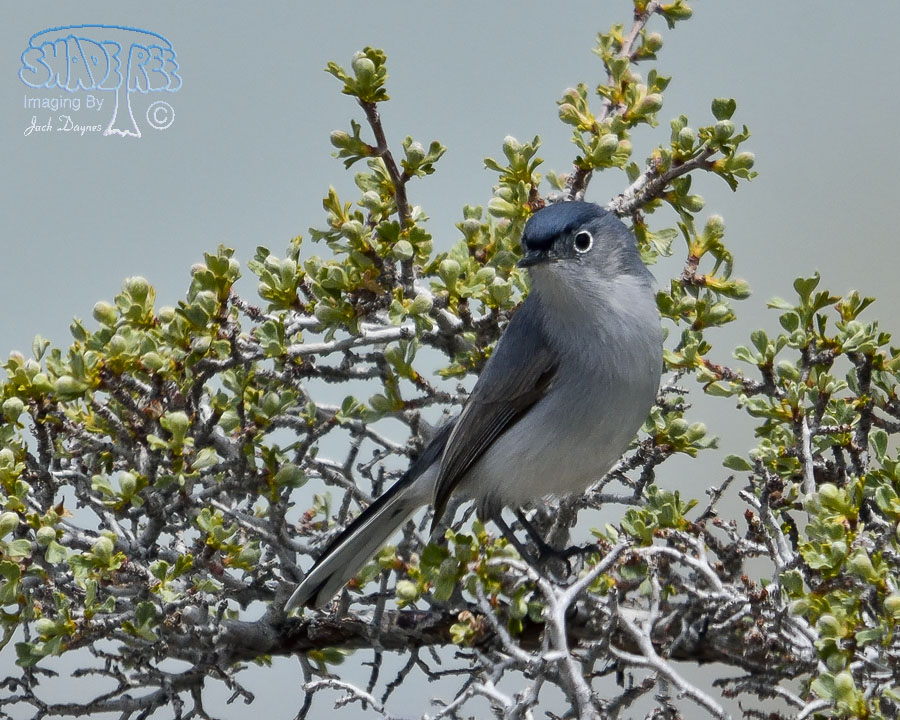 Blue-Gray Gnatcatcher - Polioptila caerulea