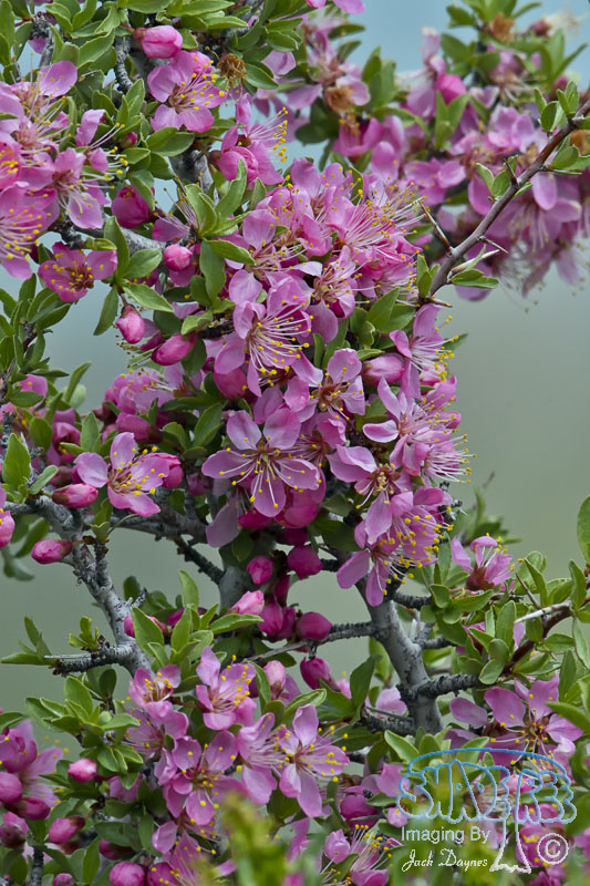Desert Peach - Prunus andersonii