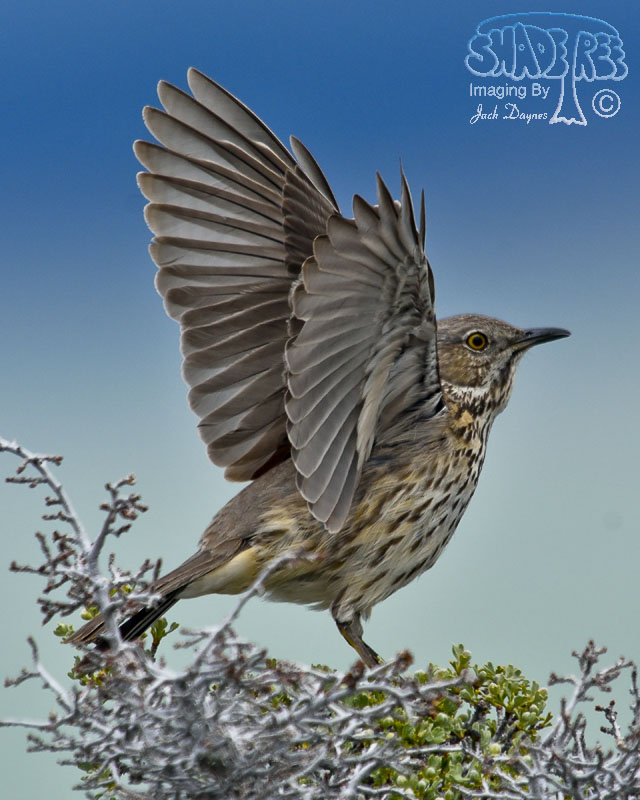 Sage Thrasher - Oreoscoptes montanus
