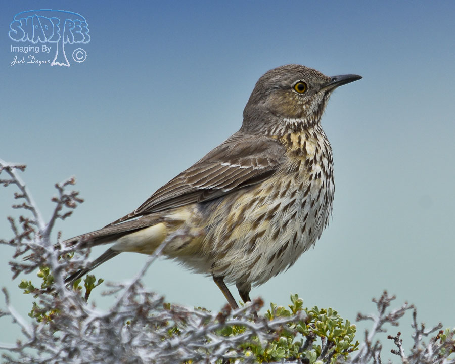 Sage Thrasher - Oreoscoptes montanus