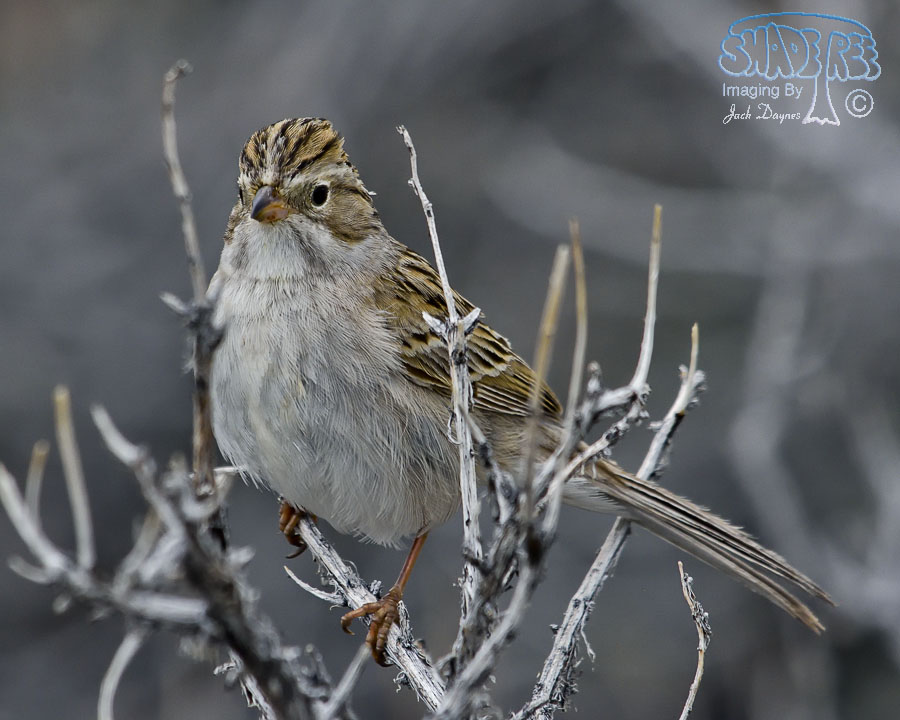Brewer's Sparrow - Spizella breweri