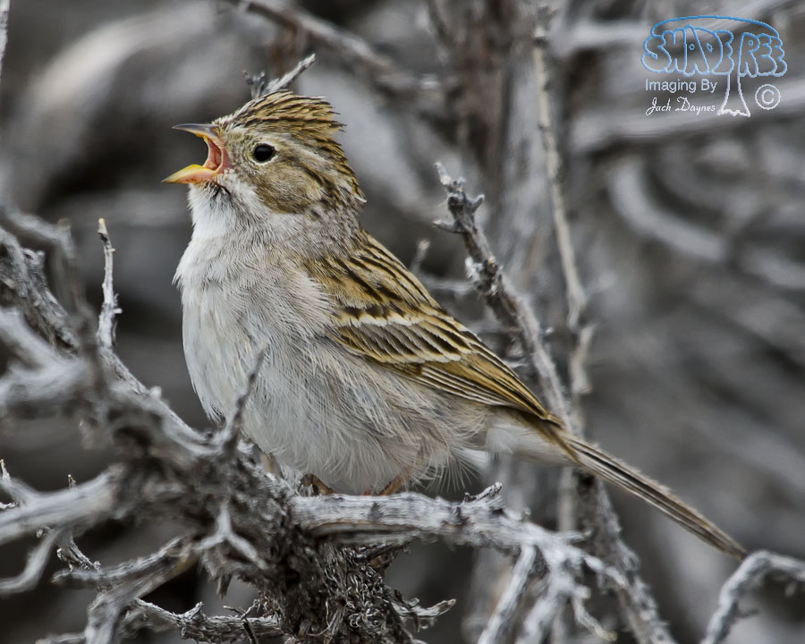 Brewer's Sparrow - Spizella breweri