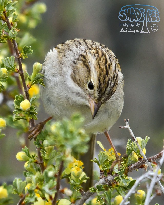 Brewer's Sparrow - Spizella breweri