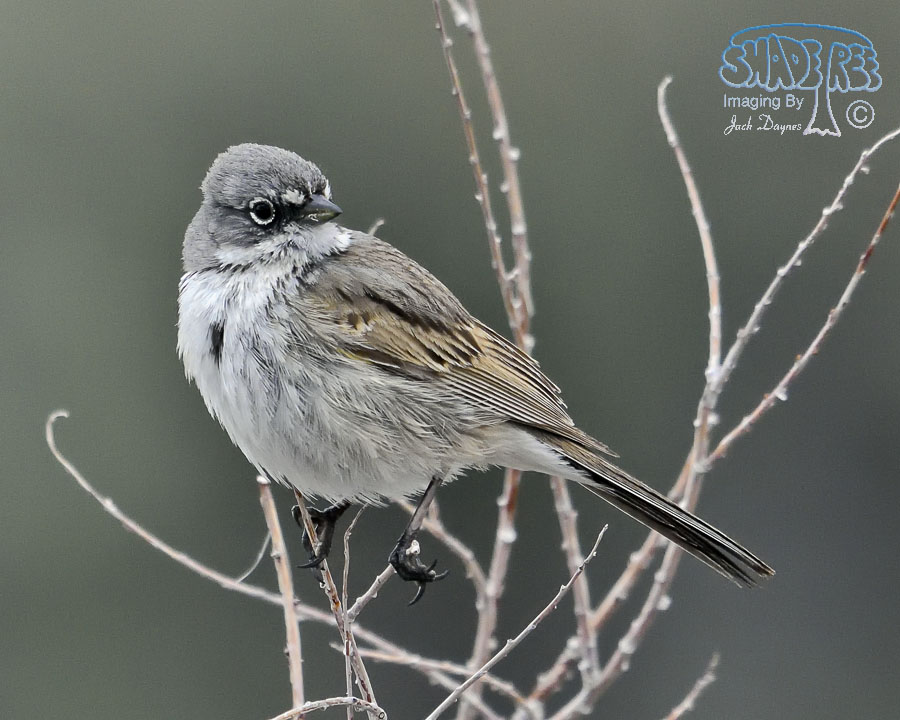Sagebrush Sparrow - Artemisiospiza nevadensis