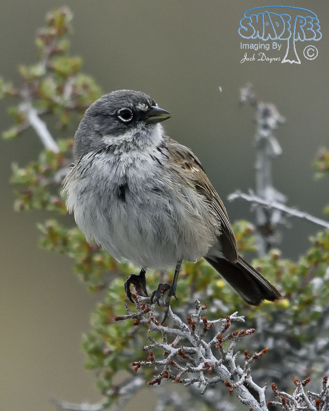 Sagebrush Sparrow - Artemisiospiza nevadensis