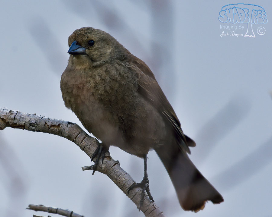 Brown-Headed Cowbird - Molothrus ater