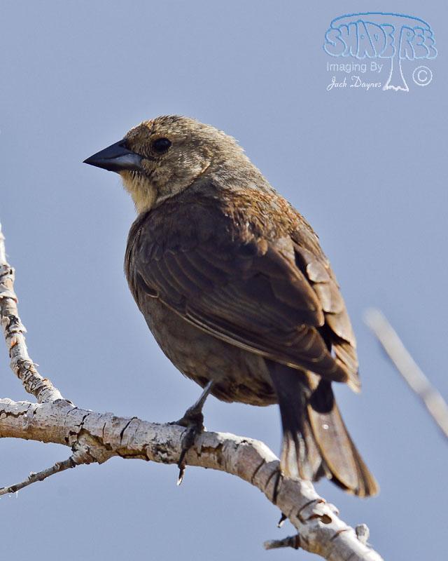 Brown-Headed Cowbird - Molothrus ater