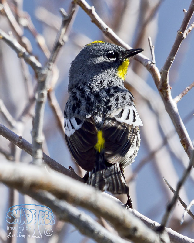Yellow-Rumped Warbler - Setophaga coronata auduboni