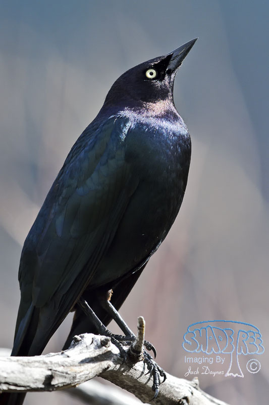 Brewer's Blackbird - Euphagus cyanocephalus