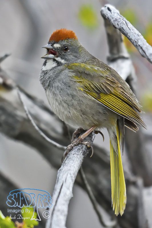 Green-Tailed Towhee - Pipilo chlorurus