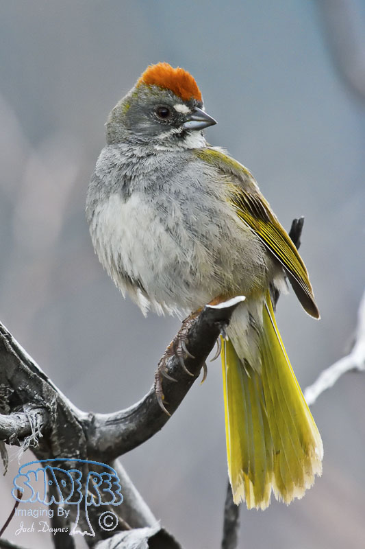 Green-Tailed Towhee - Pipilo chlorurus