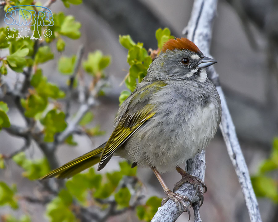 Green-Tailed Towhee - Pipilo chlorurus