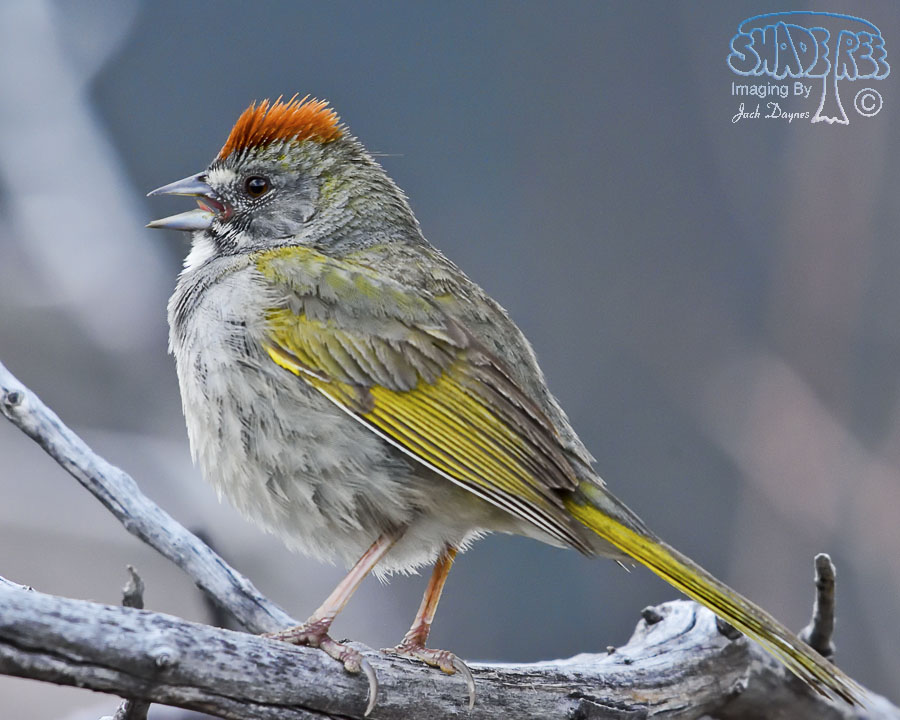 Green-Tailed Towhee - Pipilo chlorurus