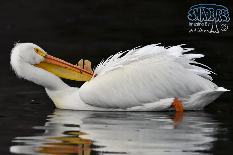 American White Pelican - Pelecanus erythrorhynchos