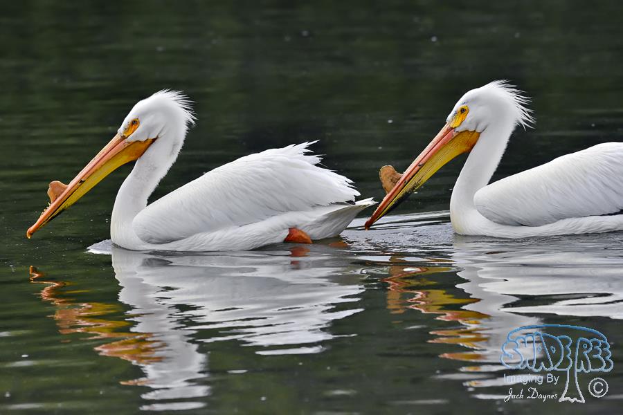 American White Pelican - Pelecanus erythrorhynchos