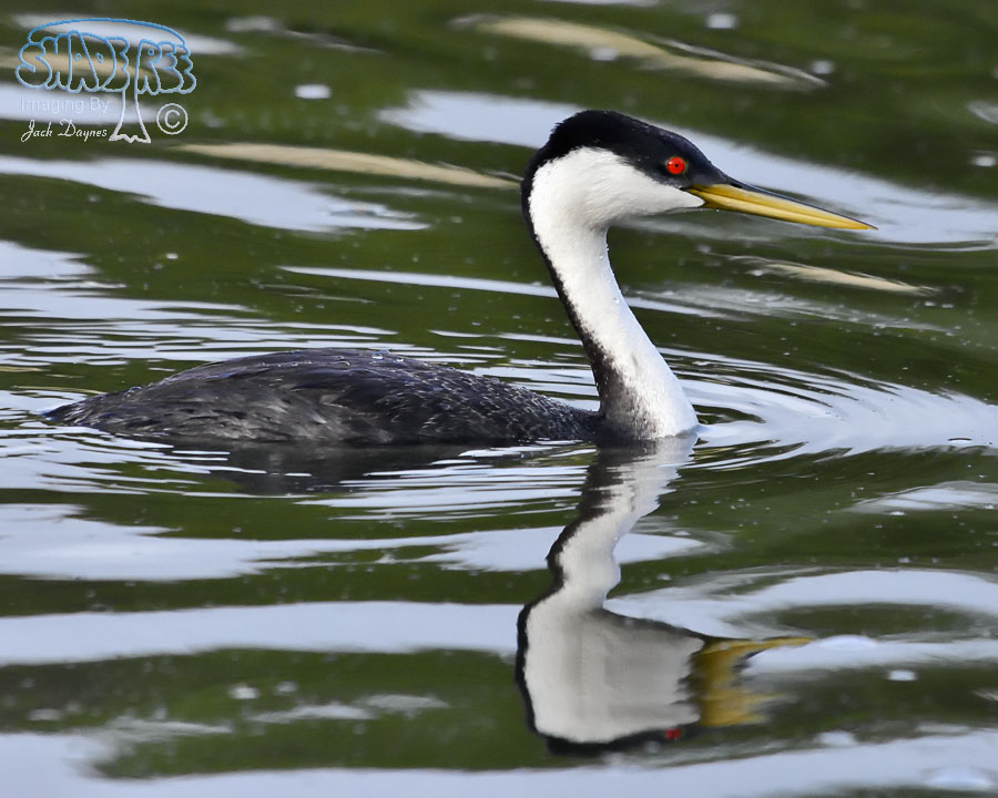 Western Grebe - Aechmophorus occidentalis