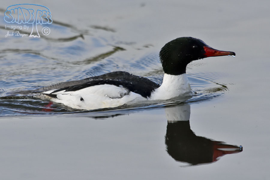 Common Merganser - Mergus merganser