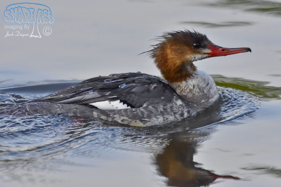 Common Merganser - Mergus merganser