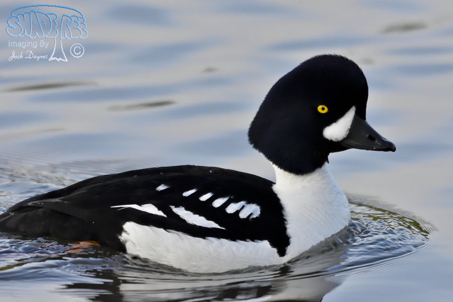 Barrow's Goldeneye - Bucephala islandica