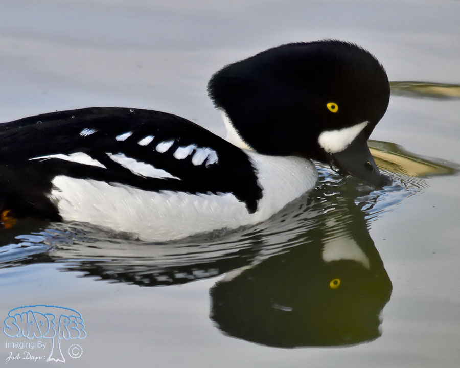 Barrow's Goldeneye - Bucephala islandica