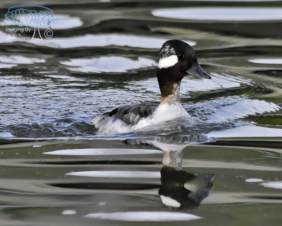 Bufflehead - Bucephala albeola