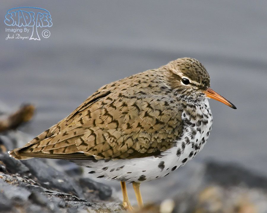 Spotted Sandpiper - Tringa macularia