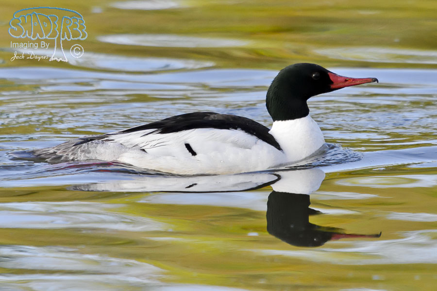 Common Merganser - Mergus merganser