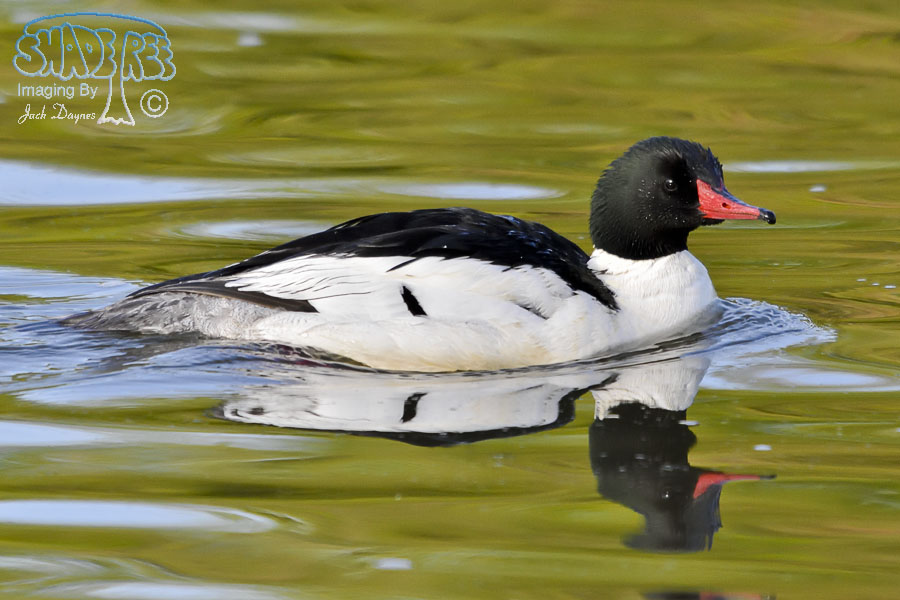 Common Merganser - Mergus merganser