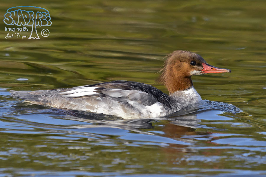 Common Merganser - Mergus merganser