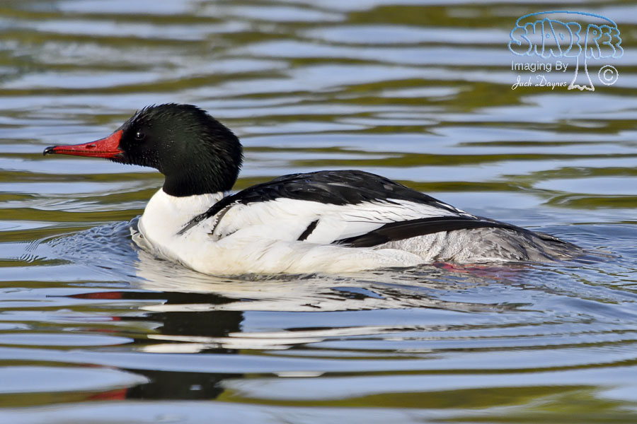 Common Merganser - Mergus merganser
