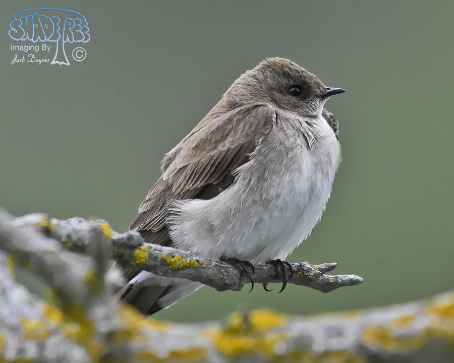 Northern Rough-Winged Swallow - Stelgidopteryx serripennis
