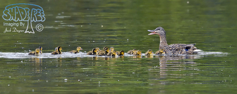 Mallard - Anas platyrhynchos