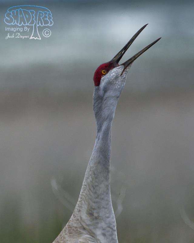 Sandhill Crane - Antigone canadensis