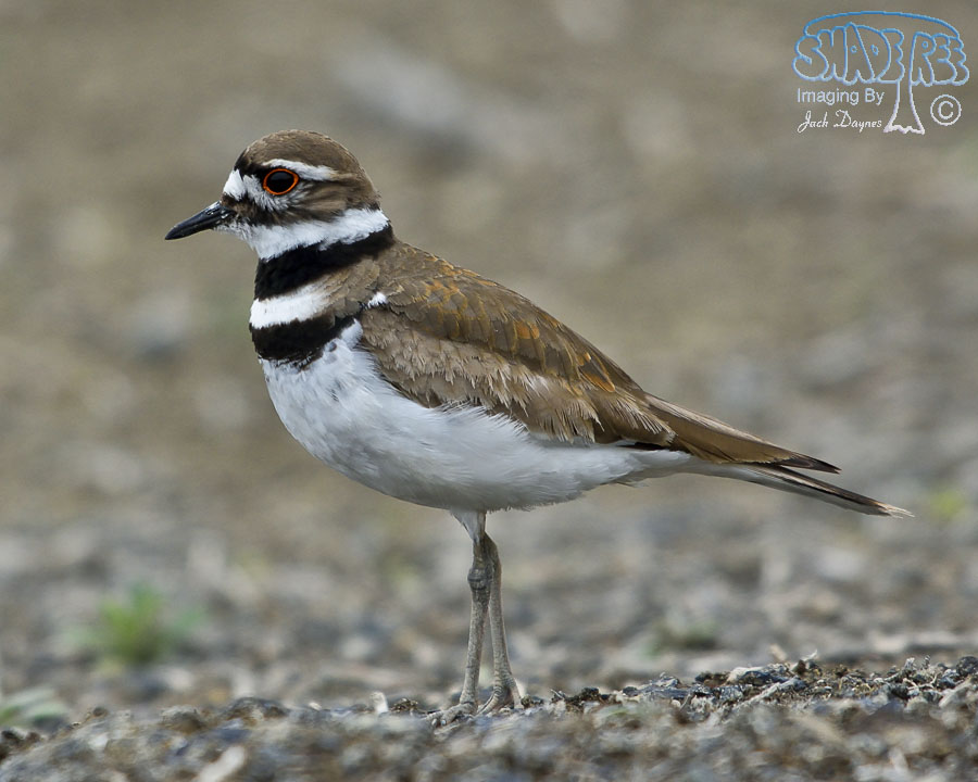 Killdeer - Charadrius vociferus