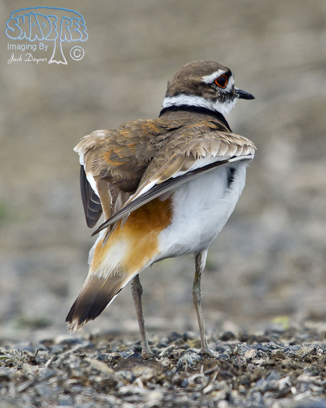 Killdeer - Charadrius vociferus